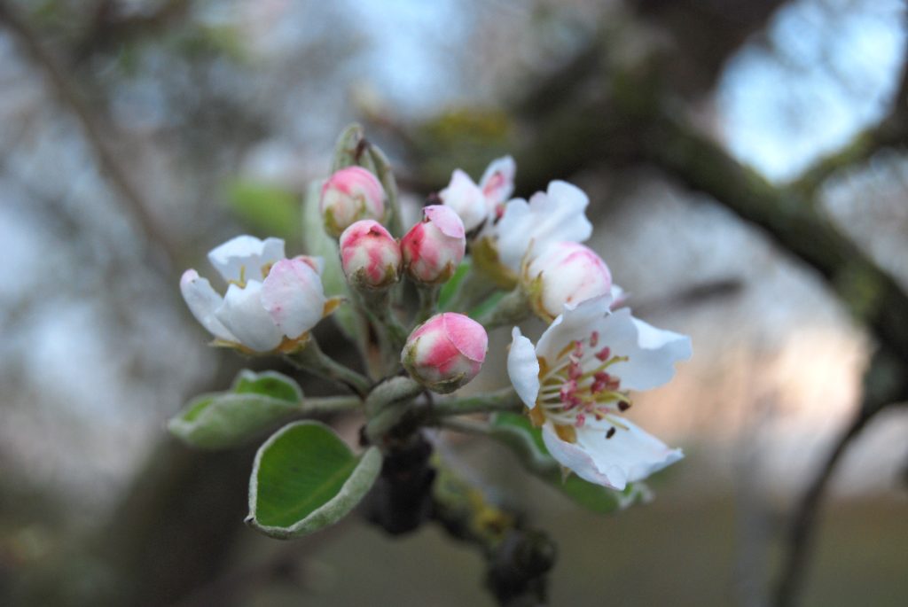 biodiversiteit, landbouw
