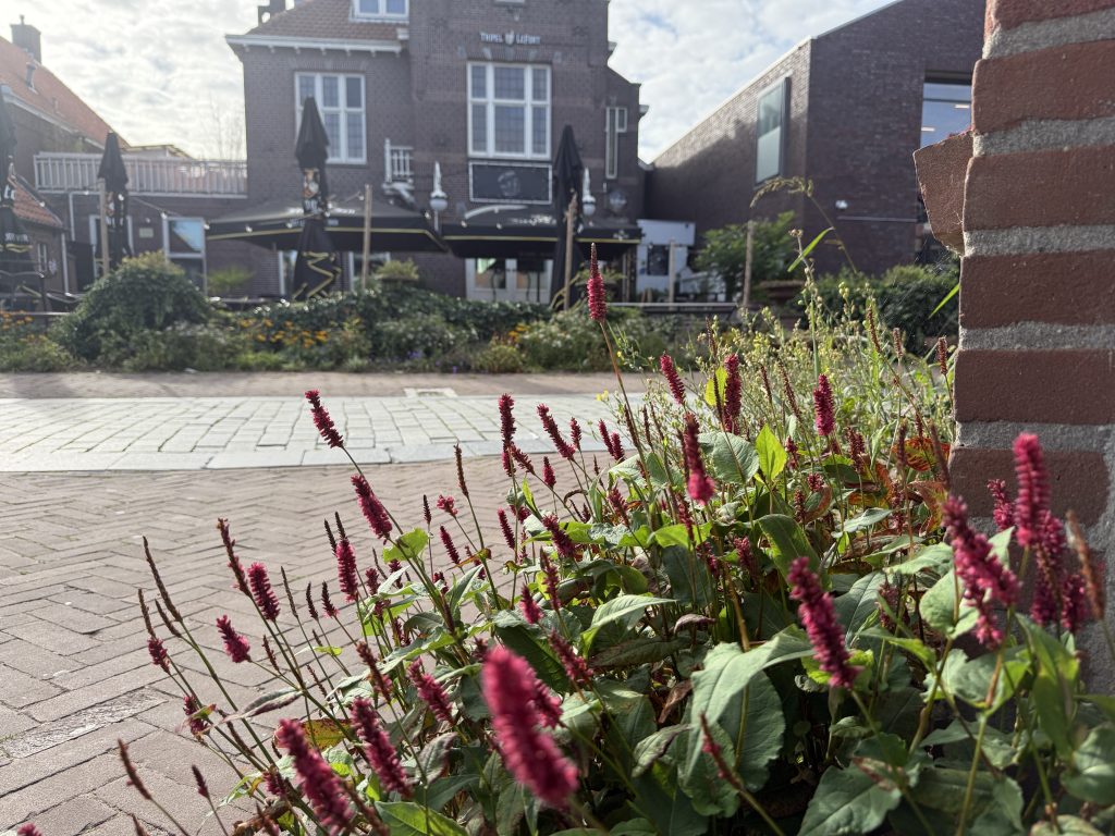 biodiversiteit in de openbare ruimte