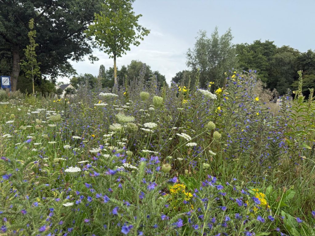 biodiversiteit in de openbare ruimte